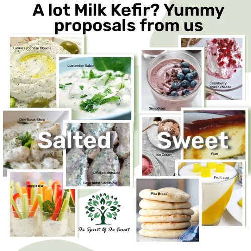 Miniatura 5 de Granos vivos de kéfir de leche - Live Active Starter Cultures Scoby para bebida probiótica casera para almendras, kéfir de coco o leche entera