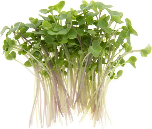 Miniatura 2 de Kale Trio Sprouting & Microgreen Mix Contiene semillas de col rizada azul, Premier y rojas de col rizada rusa Semillas tradicionales sin OMG