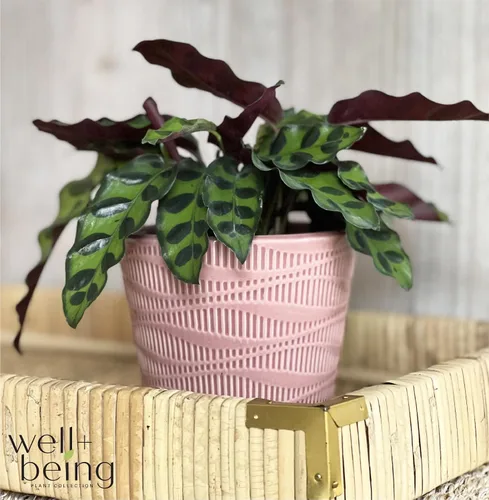 Miniatura 3 de Nature's Way Farms Calathea Serpiente de cascabel, planta de interior viva, planta de oración de hoja larga, planta tropical, segura para mascotas
