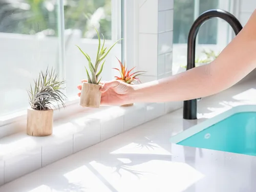 Miniatura 4 de Air Plant Shop Paquete de 10 plantas de aire Tough Stuff de Tillandsia, al por mayor y a granel, suculentas, Tillandsia viva, plantas