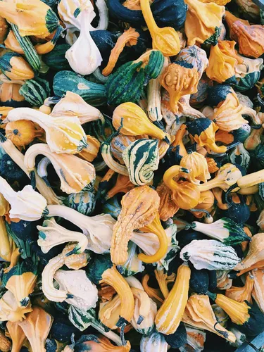 Liliana's Garden - Semillas de calabaza "Small Autumn Wings" - Mini calabaza de crecimiento rápido - Cosecha en 85 días | Nunca transgénicos,