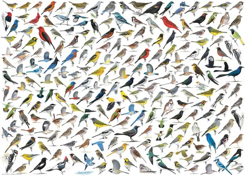 Miniatura 2 de EuroGraphics El mundo de los pájaros (1000 piezas) Puzzle