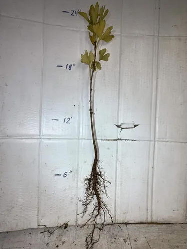 Plántula de Ginkgo Biloba de 2 a 3 años de edad de 10 a 12 pulgadas de alto