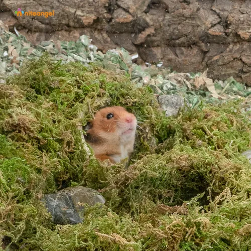 Miniatura 4 de Niteangel Cama de musgo natural suave de musgo de bosque de 5L para hámsters sirios enanos, jerbos, ratones, degus u otros animales pequeños