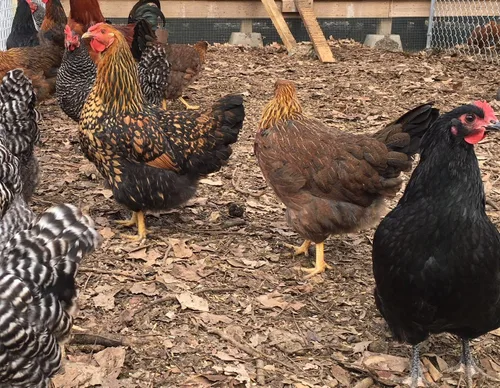 Miniatura 5 de Huevos para incubar de pollo criados en orgánicos (12 huevos)