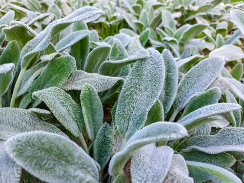 Miniatura 2 de Oreja de cordero Byzantina- Más de 100 semillas - Hecho en Estados Unidos, se envía desde Iowa - (Stachys Byzantina Lanata)