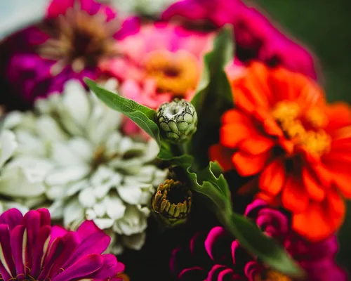 Miniatura 7 de Dahlia - Mezcla de zinnia florecida, 100 semillas, variedad de reliquia y polinización abierta, atrae mariposas y colibríes, semillas de flores sin