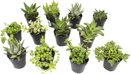 Altman Plants - Juego de suculentas de escritorio para oficina