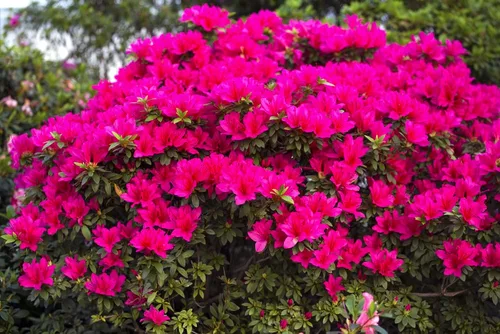 Miniatura 7 de Espoma Organic Azalea-Tone 4-3-4 Fertilizante natural y orgánico y alimento vegetal para todos los arbustos de hoja perenne con flores. Bolsa de 4