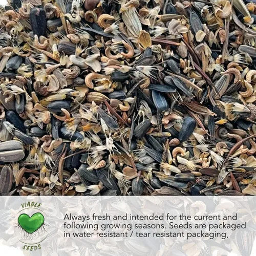 Miniatura 5 de Seed Needs, Royal Chantenay - Semillas de zanahoria para plantar (Daucus carota) Paquete individual de 800 semillas, reliquia, sin OMG y sin tratar