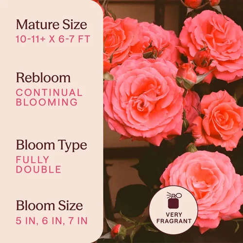 Miniatura 6 de Rosas trepadoras de reliquia, planta de raíz propia viva para jardín al aire libre, America™, zonas de rusticidad muy fragantes 5-10, floración