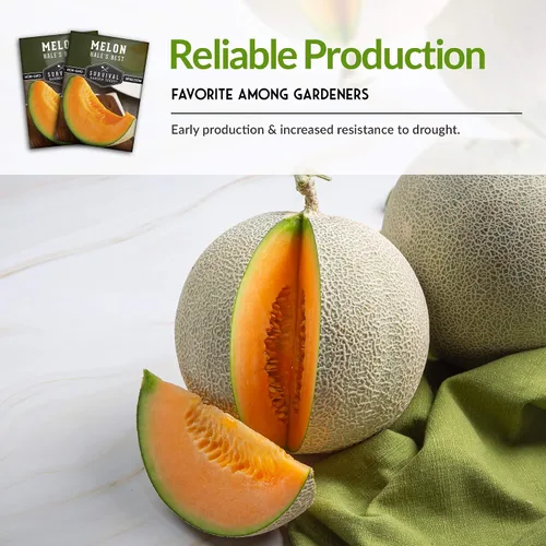 Miniatura 6 de Survival Garden Seeds - La mejor semilla de melón de Hale para plantar - Cultiva melón jugoso para comer - Paquete con instrucciones para plantar
