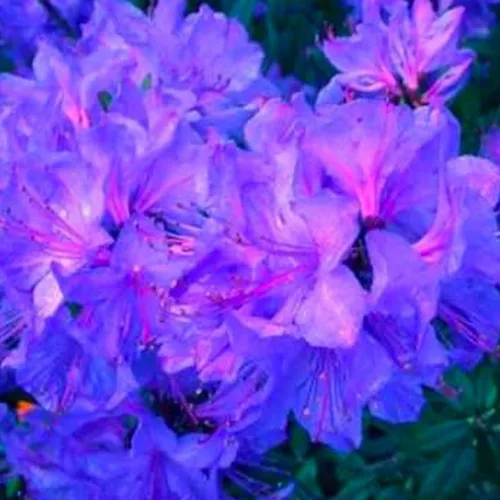Miniatura 12 de Grandes plantas de rododendro blanco brillante de 1 galón vivas, plantas de azalea de 1 a 3 años de edad, arbustos vivos para plantar, muy bien