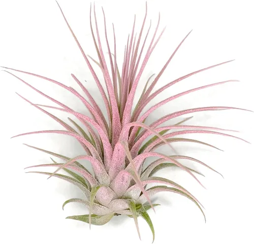 Miniatura 12 de Planta de aire Tillandsia Ionantha de Guatemala, planta de aire viva Tillandsia de Guatemala, llegada saludable garantizada, excelente planta de Azul