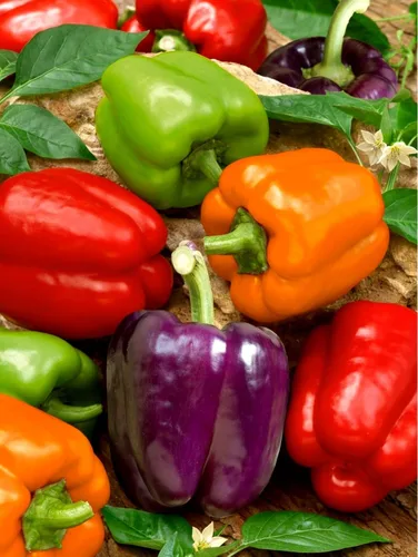 Mezcla de semillas de pimiento dulce arcoíris para plantar alrededor de 40 semillas