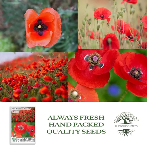 Miniatura 3 de Red American Legion - Semillas de amapola (Papaver rhoeas) – 3000 semillas tradicionales sin OMG de Isla's Garden Seeds, flores escarlata icónicas