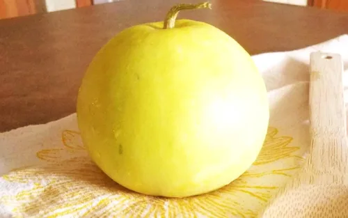 Miniatura 5 de TomorrowSeeds - Semillas de melón asiático dulce de Sakata - Más de 50 unidades - Para plantar Conomon japonés japonés de pared delgada melón blanco