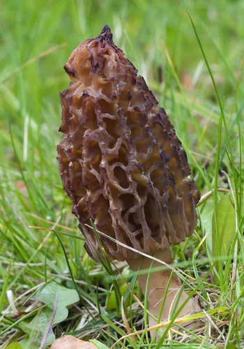 Miniatura 7 de Sporas Black Morel Setas Semillas Micelio Spawn Crecer Bonsái Secado No GMO