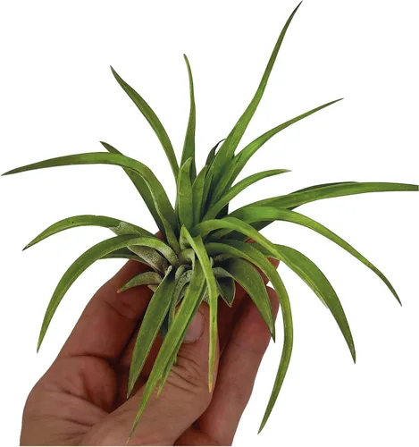 Miniatura 3 de ragnaroc Plantas de Aire - Tillandsia Brachycaulos Abdita, Grande 4-6" - 1 unidad - Llegada Viva Garantizada - Plantas de Casa para Decoración