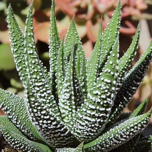 Miniatura 11 de Altman Plants, Plantas suculentas vivas, plantas de ventana vivas (8 unidades), plantas de interior vivas, plantas de interior vivas, plantas