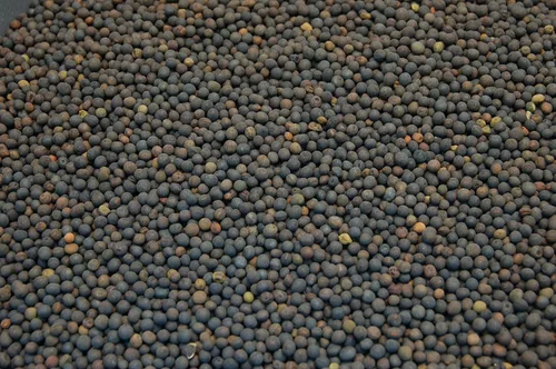 Miniatura 3 de Semilla de leguminosa de arveja peluda - Willamette Valley, Oregon cultivada (1 libra)