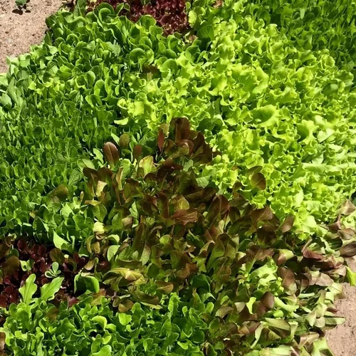 Miniatura 6 de Mezcla de ensalada de primavera 25000 semillas para plantar 'Cut and Come Again', 12 variedades de lechuga, espinaca, rúcula y col rizada.