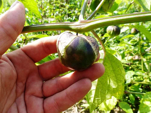 Miniatura 5 de Semillas Purple Cape Gooseberry Goldenberry Groung Cherry Physalis Vegetal sin OMG para plantar