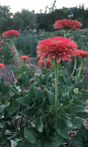 Miniatura 4 de Plant Good Seed Organic Benary's - Semillas gigantes de zinnia de coral para plantar: flor cortada para clima cálido, flores apiladas doble, paquete