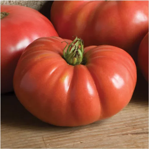 Miniatura 3 de Seed Needs Semillas de tomate alemán Johnson para plantar reliquia y sin OMG, 1 paquete