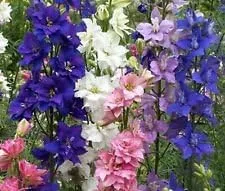 Miniatura 2 de Cohete a granel sin OMG Larkspur 'Giant Imperial Mix' Consolida ambigua (1 lb)