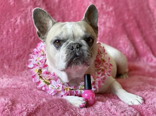 Miniatura 2 de Warren London Esmalte de uñas para perro en una botella, cobertura y color premium, fabricado en Estados Unidos, rosa brillante Rosa de la purpurina