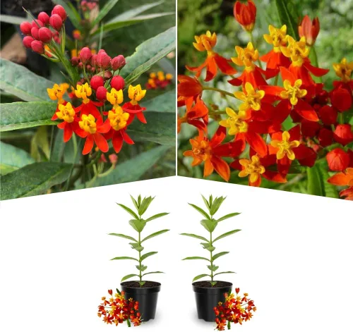 Miniatura 3 de Paquete de 2 plantas vivas variadas de mariposa Mikweed, plantas perennes de Asclepias Tuberosa, algodoncillo tropical de 4 a 8 pulgadas para jardín