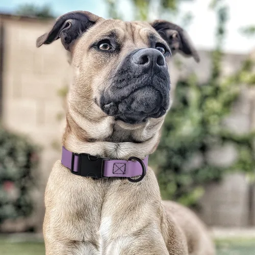 Miniatura 7 de Dogline Biothane - Collar impermeable para perro con hebilla de liberación rápida, resistente cincha de nailon recubierta con resistente y a prueba