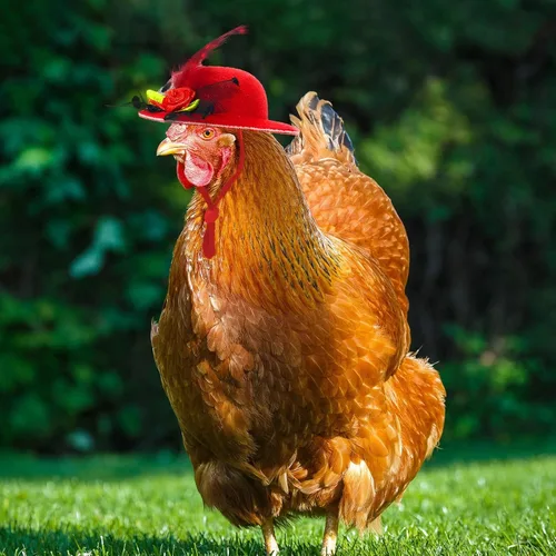 Miniatura 3 de 6 piezas de sombreros de pollo, sombreros para muñecas, ropa para osos, ropa para peluches, cascos de pollo