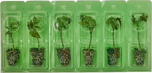 Miniatura 2 de Bonnie Plants Better Boy Tomate Plántula, Planta Viva, para Hamburguesas, Salsa y Salsas, Pleno Sol, 3 Pulgadas Cúbicas, Paquete de 6