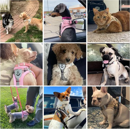 Miniatura 2 de Arnés de malla suave para cachorros – Juego de arnés y correa para perros pequeños, ajustable y cómodo chaleco reflectante acolchado para cachorros
