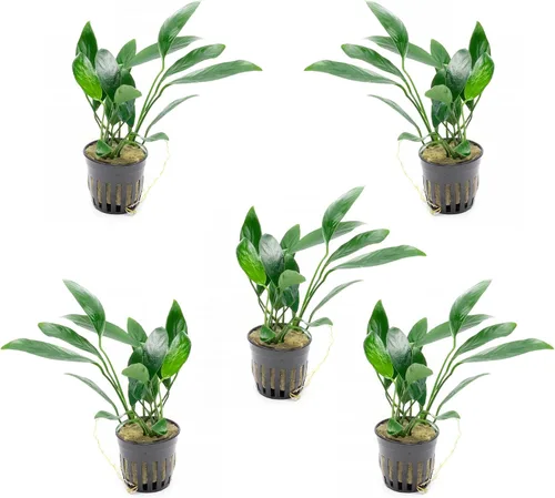 Miniatura 55 de SubstrateSource Plantas vivas – Anubias Hastifolia (Anubias hastifolia) – Luz baja a moderada, hojas en forma de flecha de color verde medio a