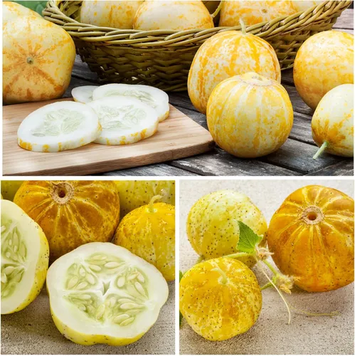 Miniatura 4 de Seed Needs Semillas de cucamelón/semillas de pepino de limón para plantar, sin OMG, herencia y verduras sin tratar, cultiva un huerto al aire libre