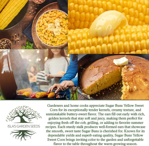 Miniatura 6 de Sugar Buns - Semillas de maíz dulces amarillas (Zea mays) – Más de 50 semillas sin OMG y reliquias de Isla's Garden Seeds, orejas de maduración