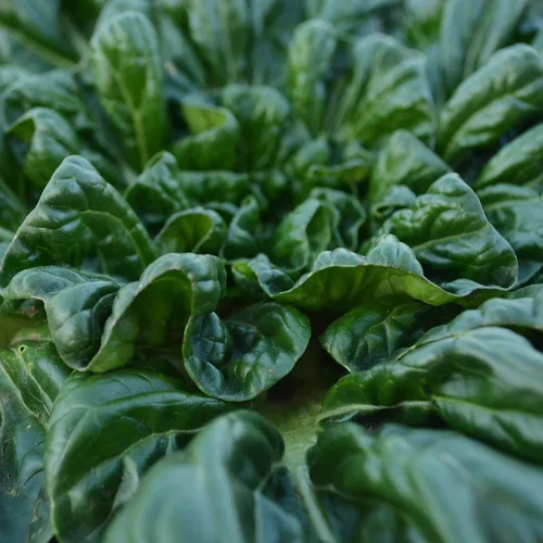 Tatsoi Mostaza – 500 semillas – Variedad de reliquia y polinizada abierta, semillas de vegetales sin OMG para plantar, cultiva tus propias verduras