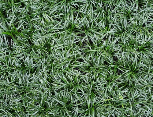 Miniatura 2 de Mondo Grass (enano) Aka Ophiopogon Jap. Planta viva 'Nana' apta para maceta de 1 galón