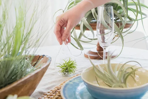Miniatura 4 de Paquete de 25 plantas de aire grandes Ionantha Rubra surtidas, plantas suculentas vivas para el hogar, a granel, decoración para el hogar