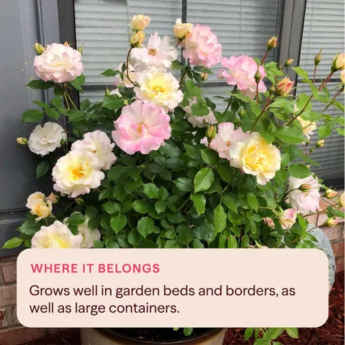 Miniatura 7 de Heirloom Roses Rose Bush - Easter Basket™ Planta amarilla viva para plantar al aire libre