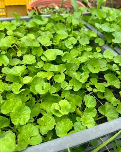 1200 semillas Centella – Gotu Kola, Rau Má, Centella Asiatica, Pennywort asiático, Pennywort indio, Brahmi, Mandukaparni – Sin OGM, reliquia –