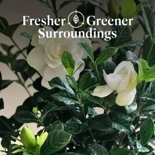 Miniatura 3 de American Plant Exchange Gardenia Radicans – Arbusto vivo en maceta de 10 pulgadas, flores blancas fragantes, planta perenne de fácil cuidado