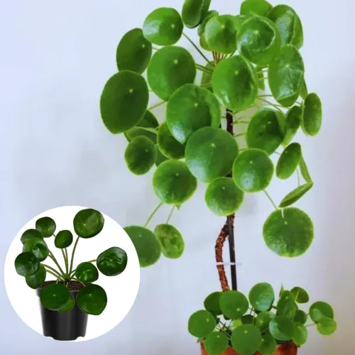Juego de 2 plantas de dinero vivas Pilea Peperomioides, de 4 a 6 pulgadas de largo, plantas de dinero vivo para jardín