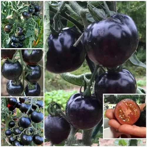 Miniatura 8 de ZEshops 100 Beefsteak Tomato Seeds for Planting (Solanum lycopersicum) - Premium, Giant Slicing Tomato Seeds for Home Garden - Grow Massive, Juicy