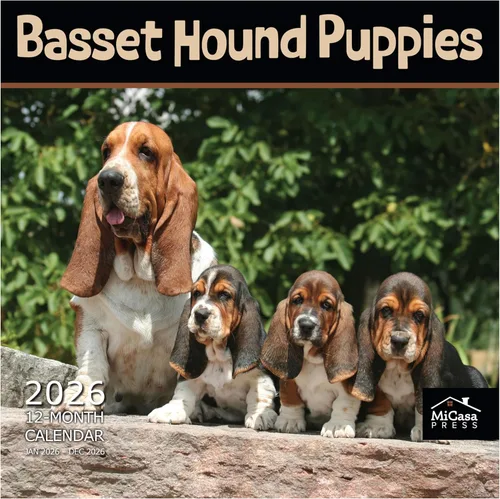 Miniatura 29 de MICASA PRESS Border Collies - Calendario de pared 2026 de 12 meses 12 x 24 pulgadas abierto Papel grueso y resistente Regalo Lindo