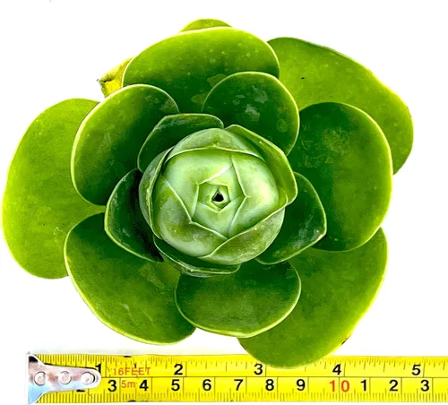 Miniatura 2 de One Greenovia Mix - Mountain Rose - Planta suculenta exótica viva - Se vende individualmente (grande)