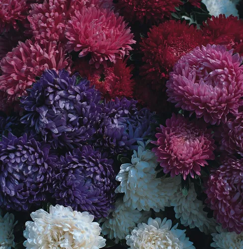 Miniatura 3 de Semillas Aster Peony King Size Giant